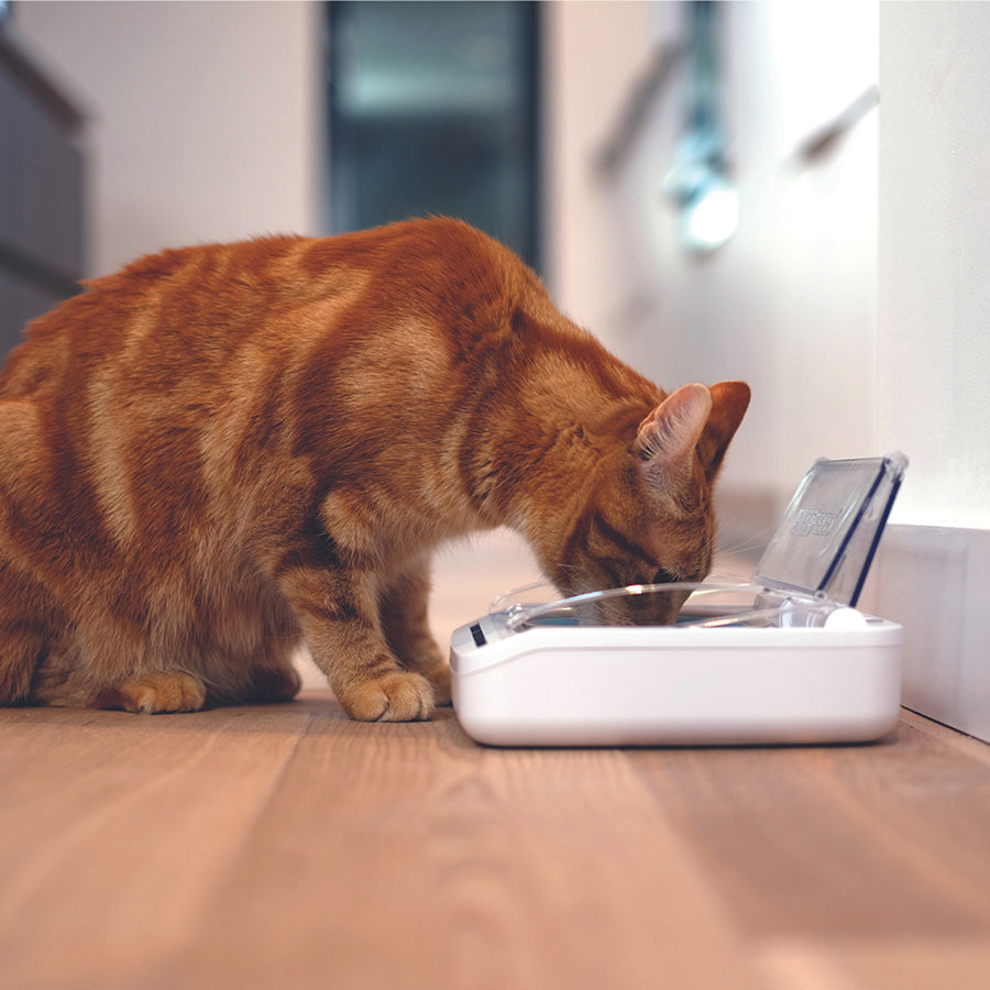 SureFeed Sealed Pet Bowl for Cats & Small Dogs | Motion-Activated Food Bowl